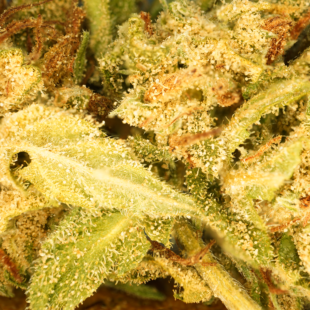 Banana Cream CBG [Sous-serre]