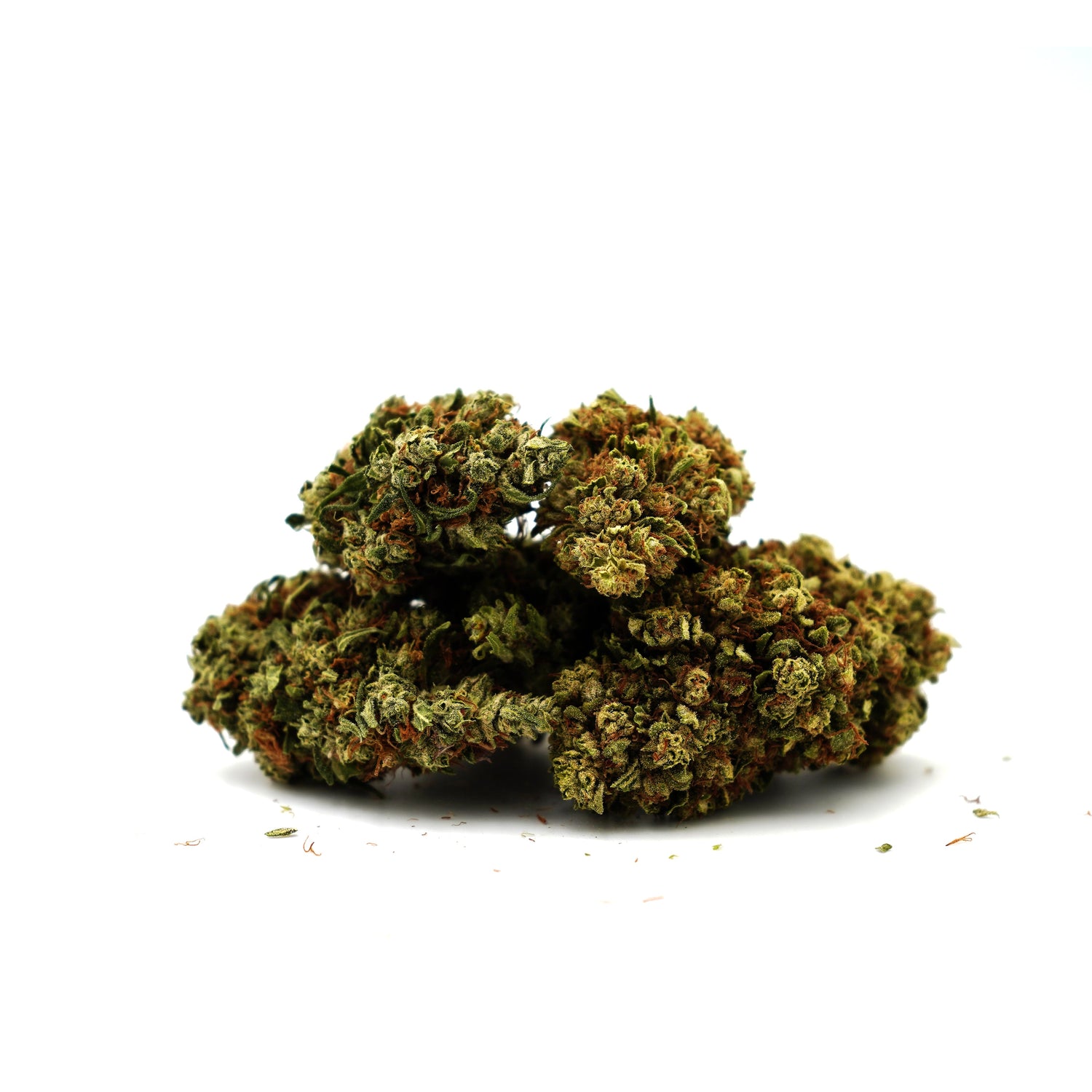 Banana Cream CBG [Sous-serre]