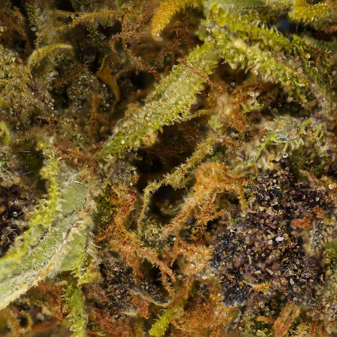 Sour Diesel [Sous-serre]