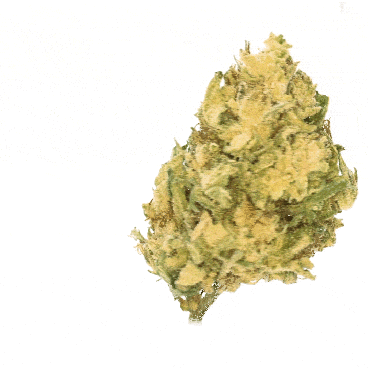 Banana Cream CBG [Sous-serre]