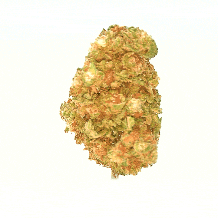 Gelato ( Intérieur )