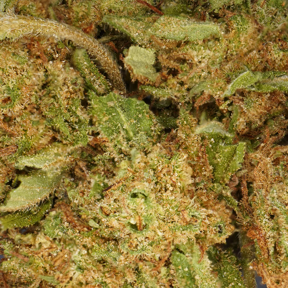 BUBBA KUSH CBD ( sous serre )